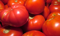 La Tomatina 2014